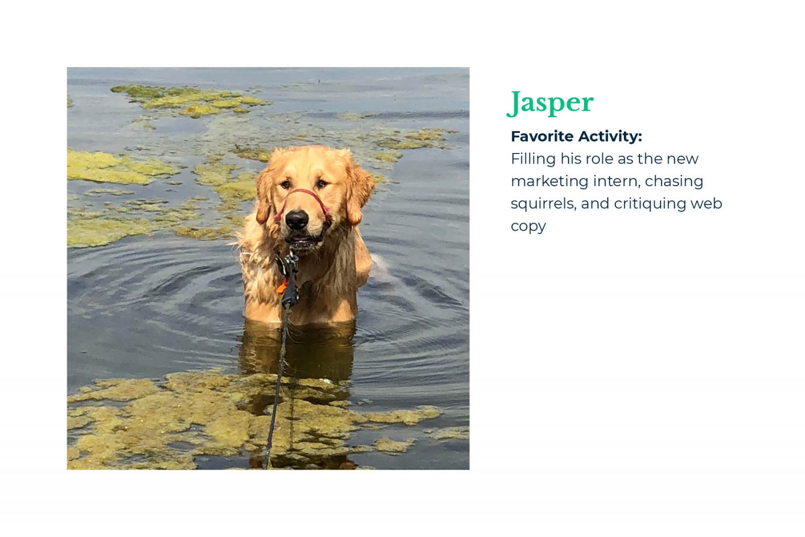 Mindset Employees: Jasper