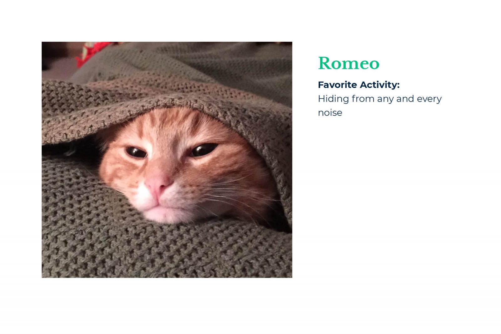 Mindset Employees: Romeo