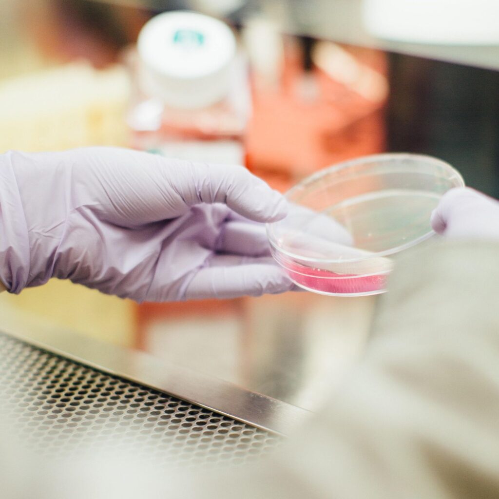 Laboratory researcher in gloves handling petri dish with bacterial culture in sterile environment